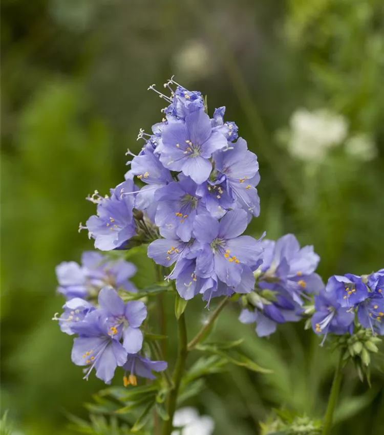 Jacob's Ladder Blumensamen zur Aussaat ideal Rabatten Traditionssorte & ohne Gentechnik Samen Hausgarten