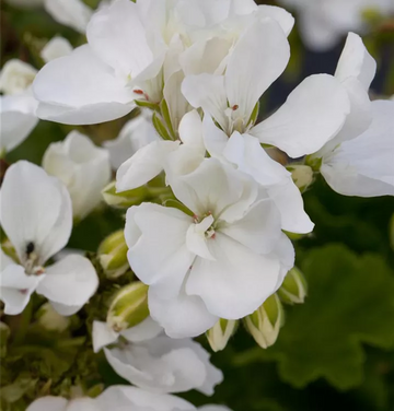 Weiß Mischung Pelargonium Blumensamen zur Aussaat pflegeleicht Traditionssorte & ohne Gentechnik Samen Hausgarten