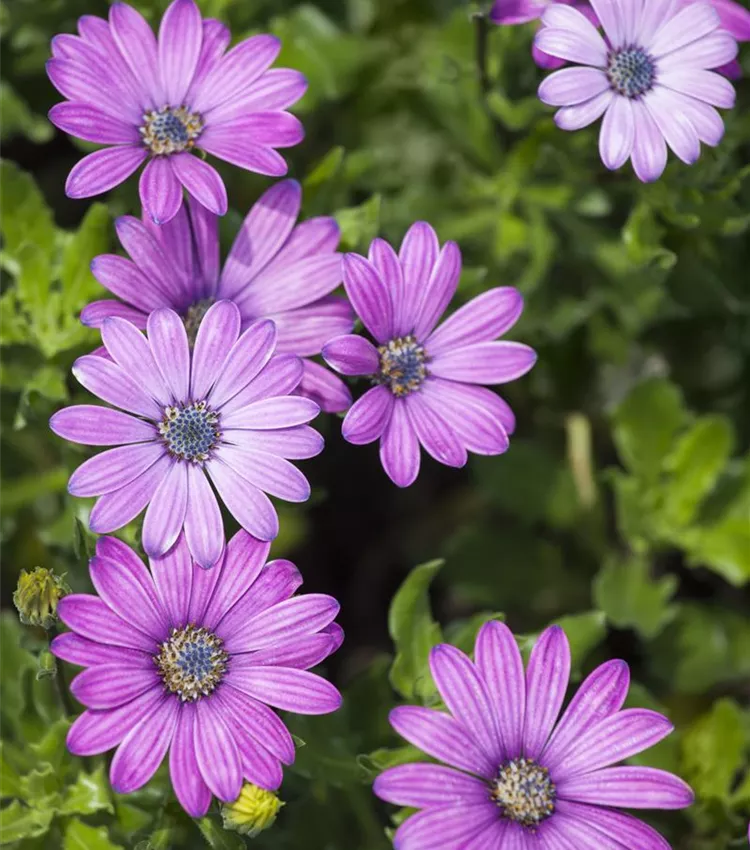 Kapkörbchen Ecklonis Blumensamen zur Aussaat hochwertige Qualitäts- Traditionssorte & ohne Gentechnik Samen Hausgarten