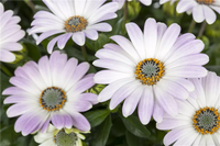 Kapkörbchen Ecklonis Blumensamen zur Aussaat hochwertige Qualitäts- Traditionssorte & ohne Gentechnik Samen Hausgarten