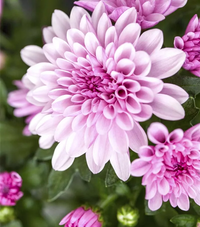 Rosa Chrysantheme Blumensamen zur Aussaat Schnitt Blume beliebt Traditionssorte & ohne Gentechnik Samen Hausgarten