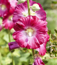 Weiß Lila Stockrose Blumensamen zur Aussaat – Drought verträglich – Traditionssorte & ohne Gentechnik Samen Hausgarten