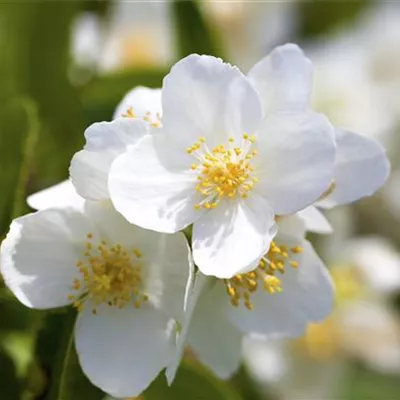 Weiß Philadelphus Coronarius Blumensamen zur Aussaat Anzucht Traditionssorte & ohne Gentechnik Samen Hausgarten
