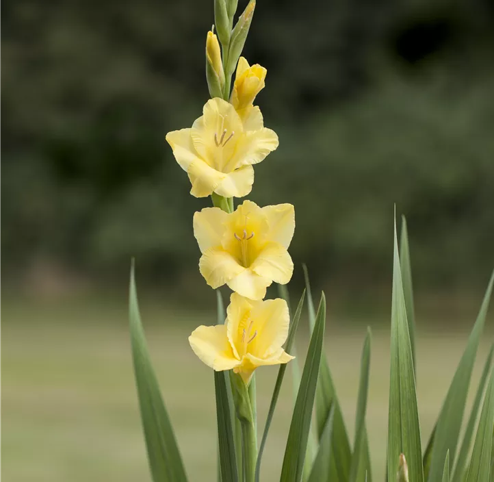 Soft Rosa Gelb Gladiole Blumensamen zur Aussaat Wildblume Mischung Traditionssorte & ohne Gentechnik Samen Hausgarten