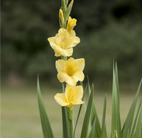 Soft Rosa Gelb Gladiole Blumensamen zur Aussaat Wildblume Mischung Traditionssorte & ohne Gentechnik Samen Hausgarten
