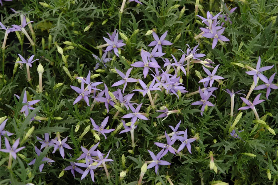 Violett Isotoma Axillaris Blumensamen zur Aussaat – Drought verträglich – Traditionssorte & ohne Gentechnik Samen Hausgarten