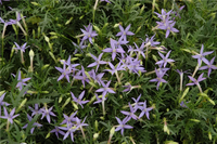 Violett Isotoma Axillaris Blumensamen zur Aussaat – Drought verträglich – Traditionssorte & ohne Gentechnik Samen Hausgarten