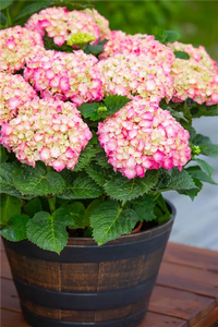 klein Rosa Hortensie Blumensamen zur Aussaat hochwertige Qualitäts- Traditionssorte & ohne Gentechnik Samen Hausgarten