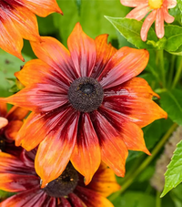 Chocolate Orange Sonnenhut Blumensamen zur Aussaat kompakt Wuchs Traditionssorte & ohne Gentechnik Samen Hausgarten