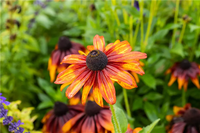 Chocolate Orange Sonnenhut Blumensamen zur Aussaat kompakt Wuchs Traditionssorte & ohne Gentechnik Samen Hausgarten