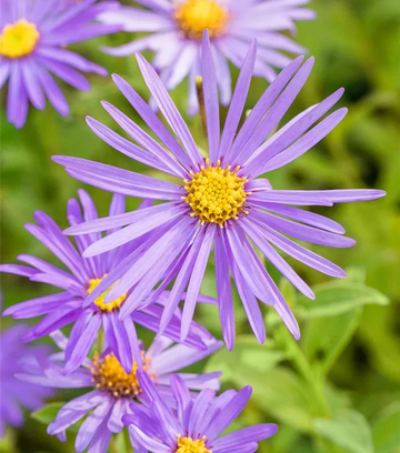 Blau Frikartii Blumensamen zur Aussaat