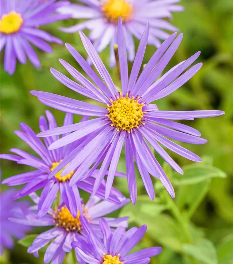 Blau Frikartii Blumensamen zur Aussaat