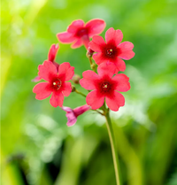 Primel Japonica Blumensamen zur Aussaat kompakt Wuchs Traditionssorte & ohne Gentechnik Samen Hausgarten