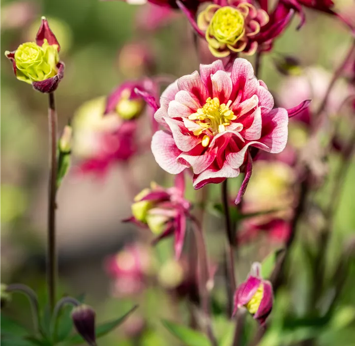 Winky gefüllt Blumensamen zur Aussaat robust Sorte Traditionssorte & ohne Gentechnik Samen Hausgarten