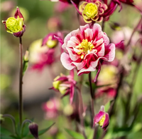 Winky gefüllt Blumensamen zur Aussaat robust Sorte Traditionssorte & ohne Gentechnik Samen Hausgarten