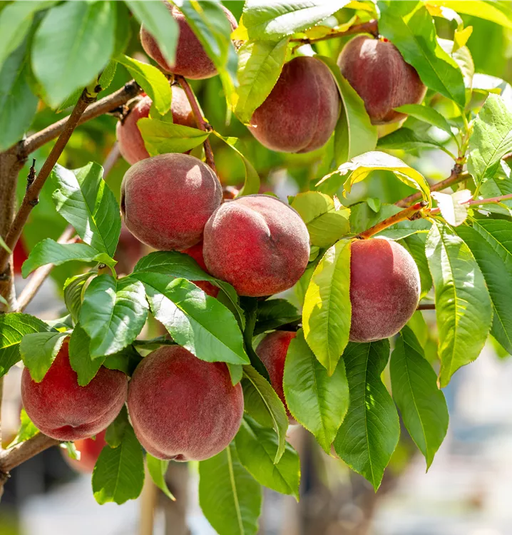 Prunus persica Frucht Samen für einfaches Anpflanzen