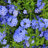 Plumbago Blumensamen zur Aussaat – Schnitt Blume beliebt – Traditionssorte & ohne Gentechnik Samen Hausgarten