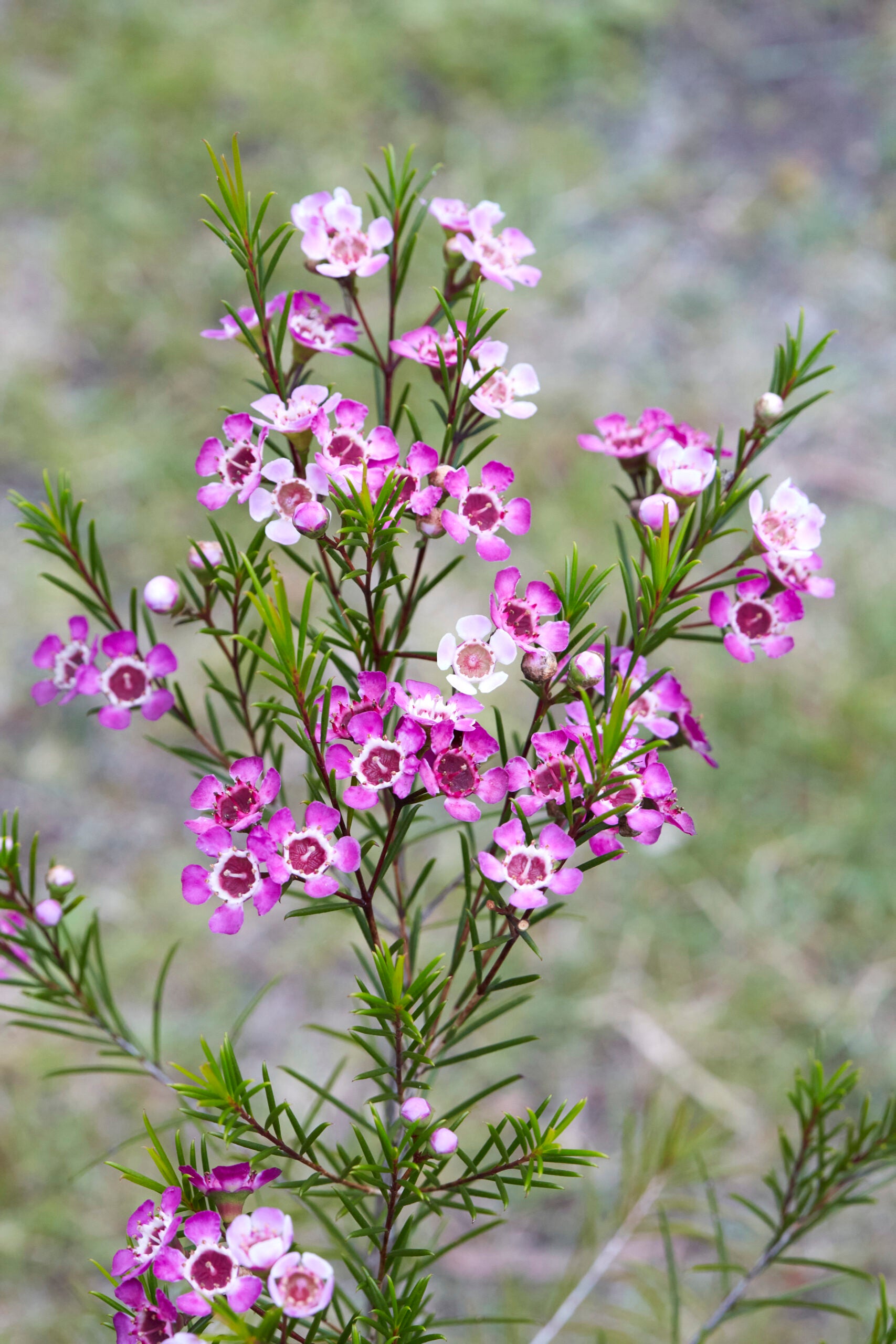 Geraldton Wax Blumensamen zur Aussaat – Drought verträglich – Traditionssorte & ohne Gentechnik Samen Hausgarten