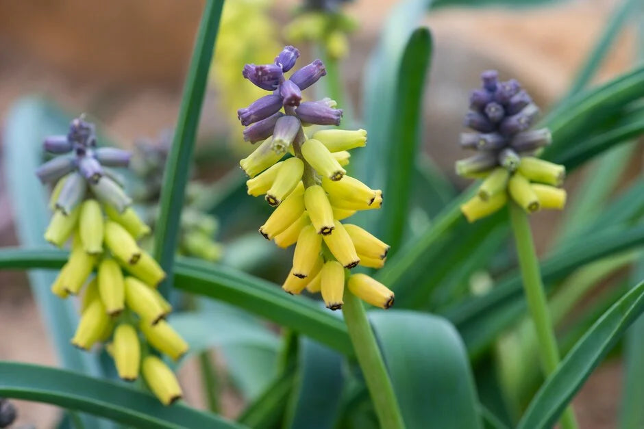 Macrocarpum Blumensamen zur Aussaat – hochwertige Qualitäts- – Traditionssorte & ohne Gentechnik Samen Hausgarten