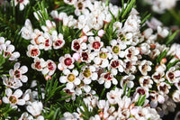 Geraldton Blumensamen zur Aussaat – farbenfroh Schau – Traditionssorte & ohne Gentechnik Samen Hausgarten