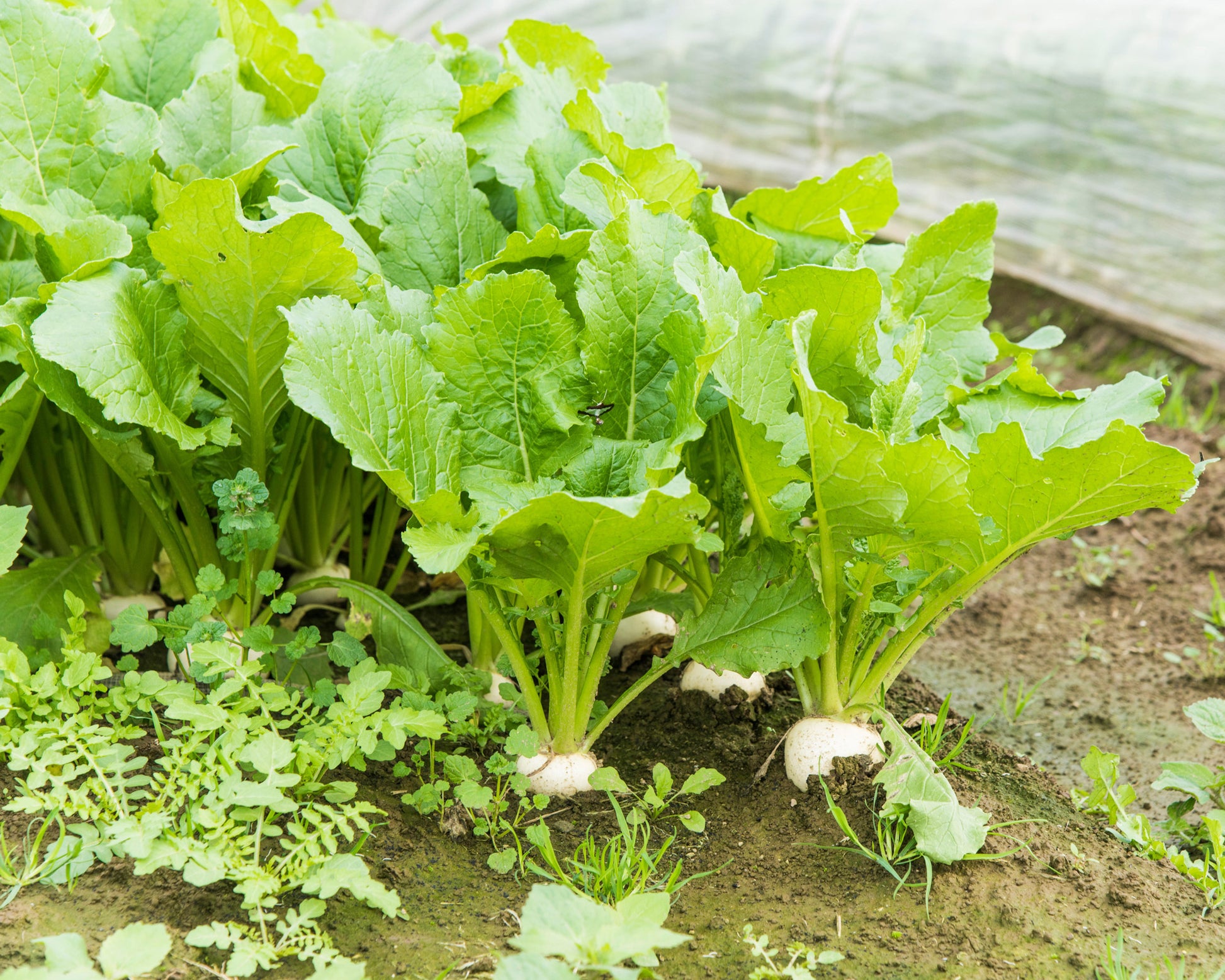 Turnip Plant Samen for Thriving Gemüse Gardens  Perfect zum Pflanzen