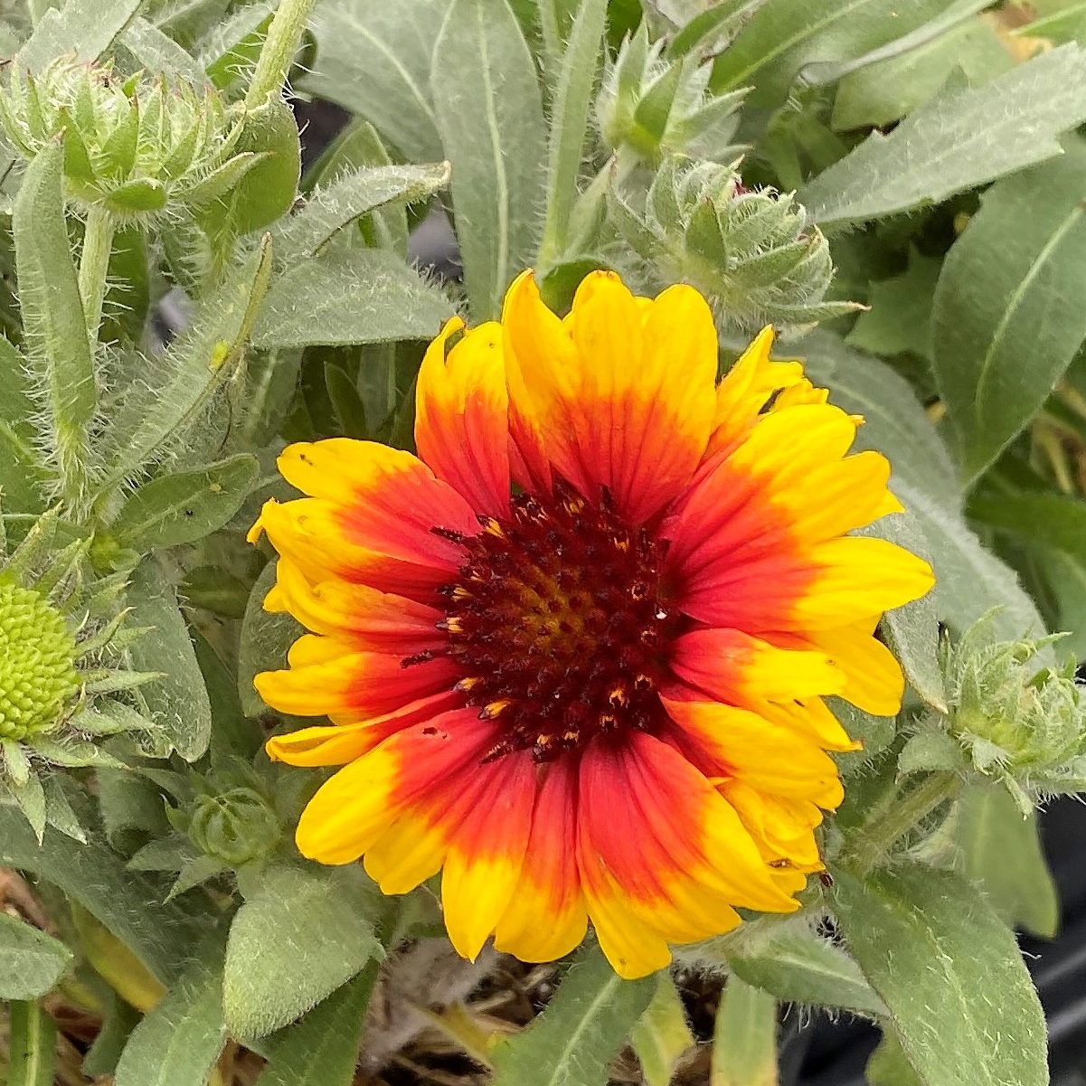 Gelb und Rot Arizona Blumensamen zur Aussaat