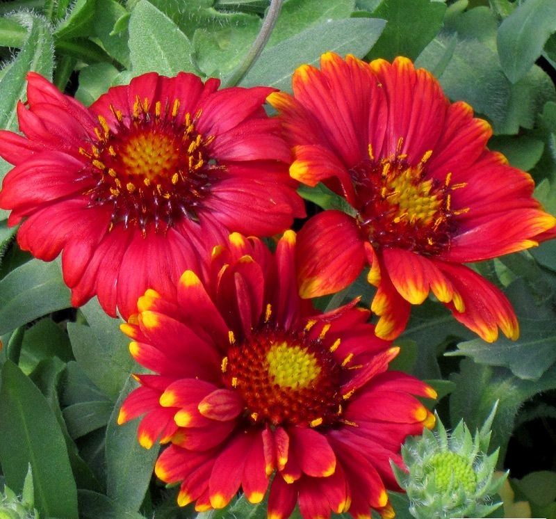 Rot Gaillardia Arizona Blumensamen zur Aussaat – kompakt Wuchs – Traditionssorte & ohne Gentechnik Samen Hausgarten