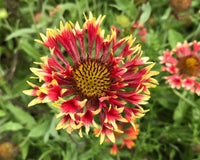 Gemischt Gaillardia Lorenziana Blumensamen zur Aussaat – lang Blüte Saison – Traditionssorte & ohne Gentechnik Samen Hausgarten