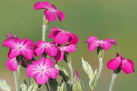Non gmo gaillardia blau violet samen for anpflanzung