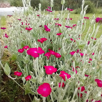 Perennial gaillardia blau violet samen for outdoor anpflanzung