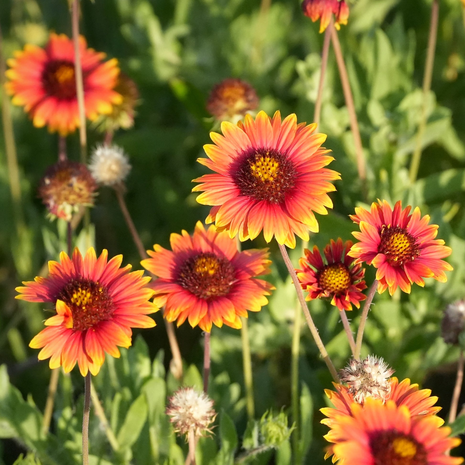 Indian Blanket Blumensamen zur Aussaat verschönert Garten