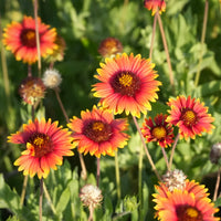 Indian Blanket Blumensamen zur Aussaat verschönert Garten