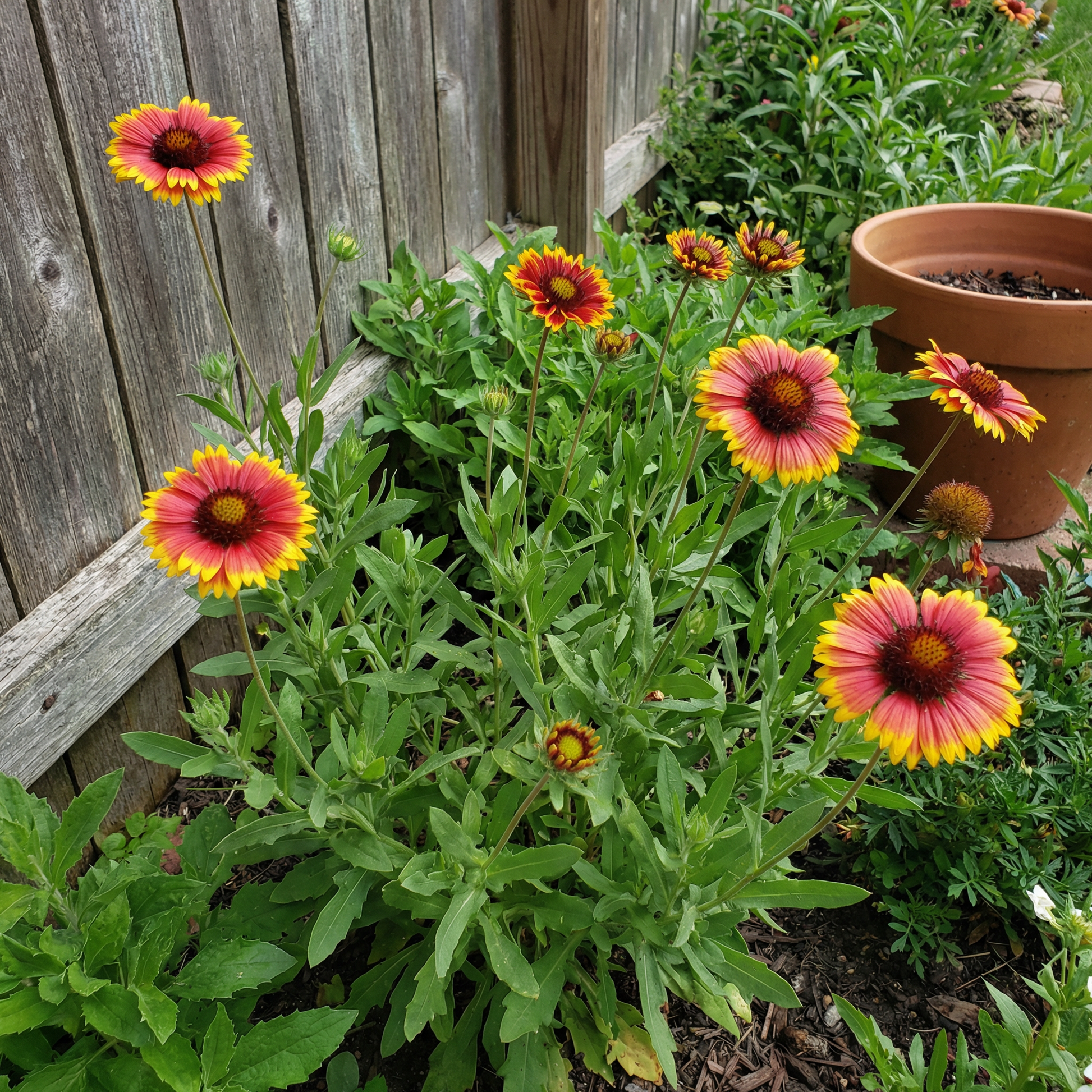 Gaillardia Blumensamen