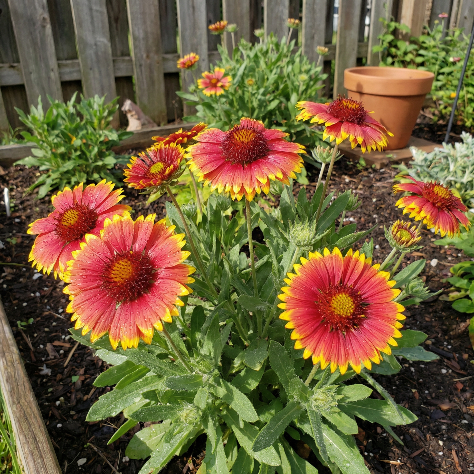 Gaillardia Blumensamen