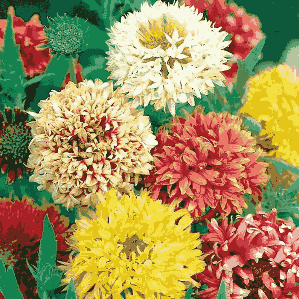 Gemischt Gaillardia Blumensamen zur Aussaat – pflegeleicht – Traditionssorte & ohne Gentechnik Samen Hausgarten