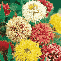 Gemischt Gaillardia Blumensamen zur Aussaat – pflegeleicht – Traditionssorte & ohne Gentechnik Samen Hausgarten