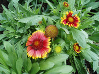 Gelb Rot Arizona Blumensamen zur Aussaat kompakt Wuchs Traditionssorte & ohne Gentechnik Samen Hausgarten