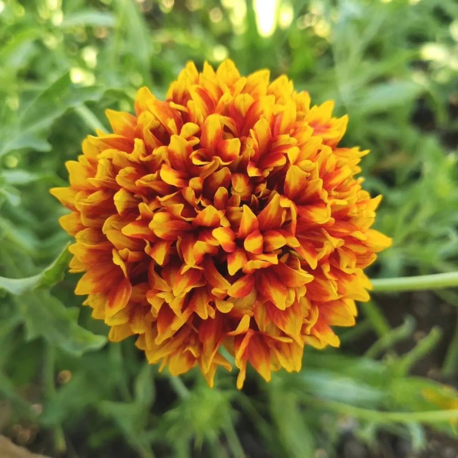 Gaillardia Sundance Blumensamen zur Aussaat Wildblume Mischung Traditionssorte & ohne Gentechnik Samen Hausgarten