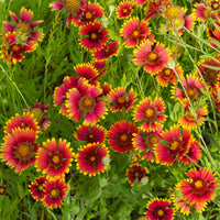 Indian Blanket Blumensamen zur Aussaat verschönert Garten
