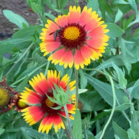 Gelb Gaillardia Aristata Blume Aussaat – Samen leuchtend Blüten Garten