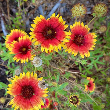 Gelb Gaillardia Aristata Blume Aussaat – Samen leuchtend Blüten Garten