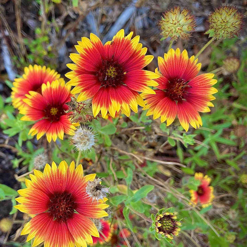 Rot aristata blume samen for anpflanzung - garten favorite, heirloom & gmo free samen for home garten
sale for anpflanzung in home garten