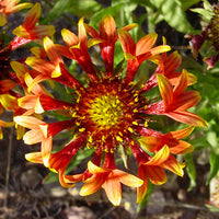 Gelb Gaillardia Blumensamen zur Aussaat – Landhaus Garten wichtig – Traditionssorte & ohne Gentechnik Samen Hausgarten