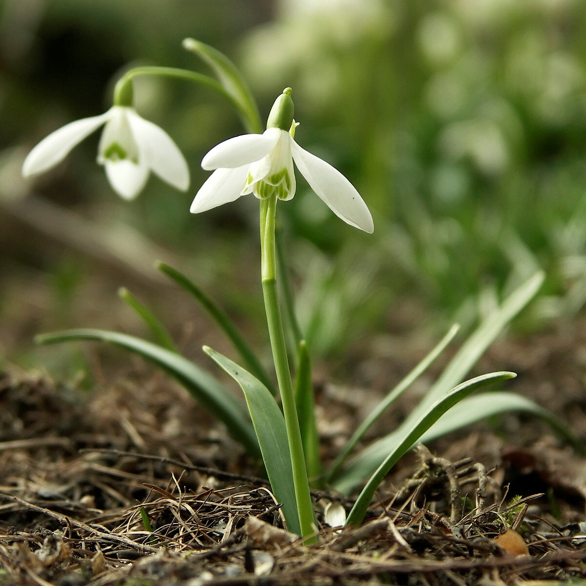 Galanthus Blumensamen zur Aussaat sonnenliebend Traditionssorte & ohne Gentechnik Samen Hausgarten