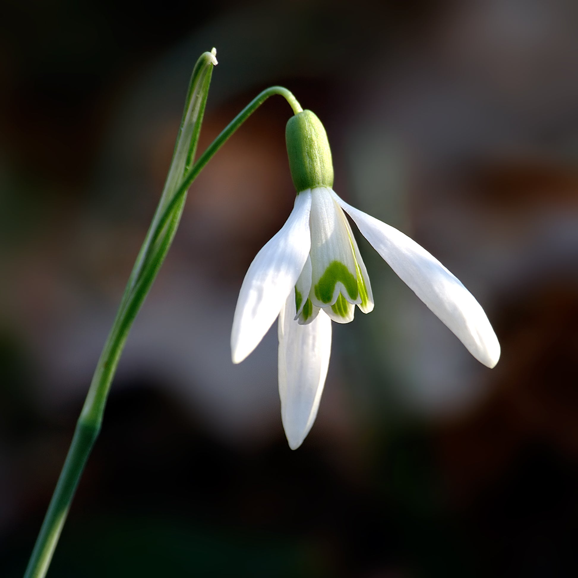 Weiß Galanthus Blumensamen zur Aussaat Garten beliebt Traditionssorte & ohne Gentechnik Samen Hausgarten