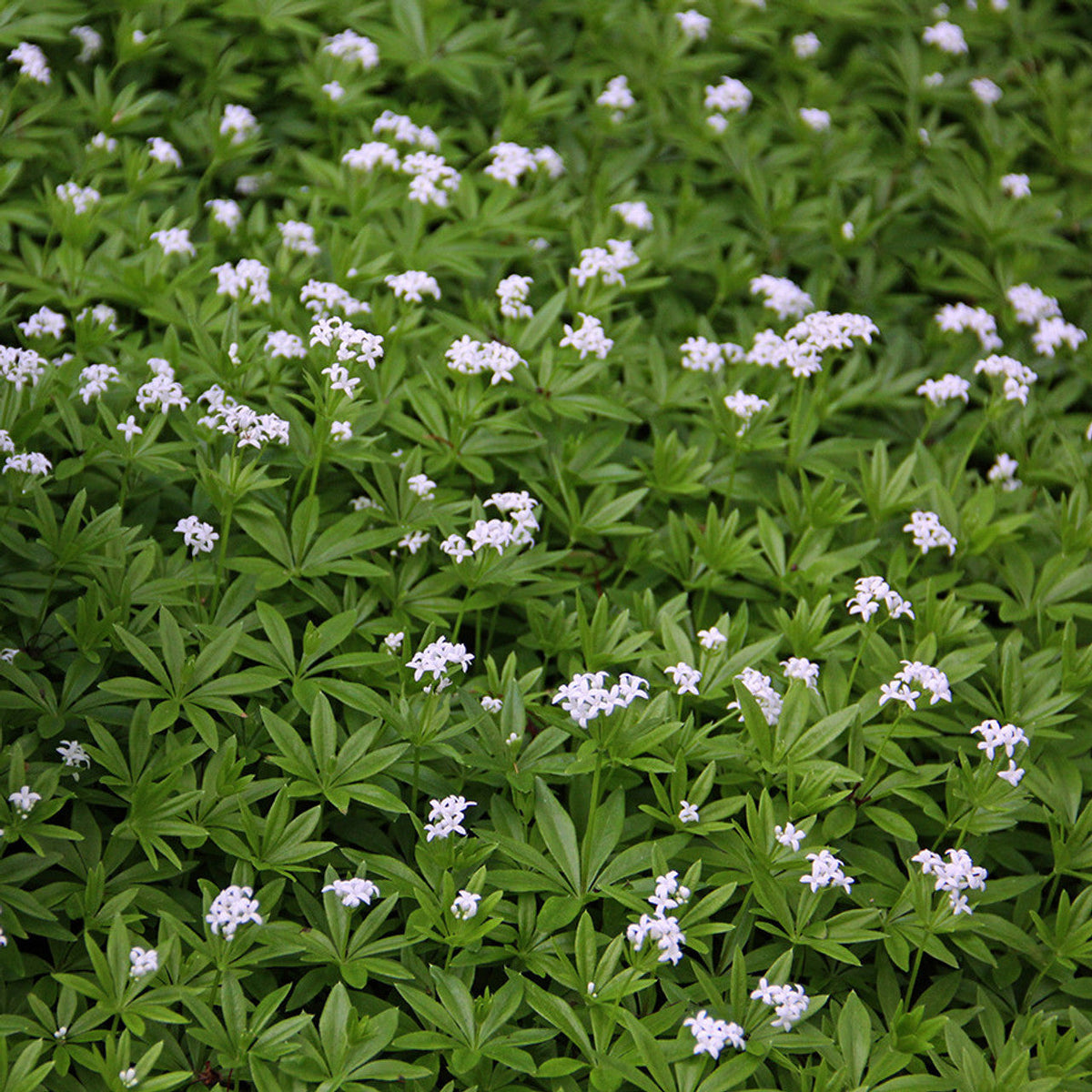Galium blume samen for anpflanzung - sun loving, heirloom & gmo free samen for home garten
 
 sale samen for anpflanzung in home garten