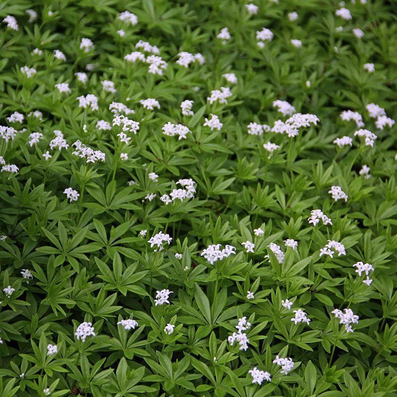 Galium blume samen for anpflanzung - sun loving, heirloom & gmo free samen for home garten
 
 sale samen for anpflanzung in home garten