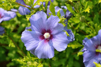 Sharon hibiscus samen for beautiful tropical blume displays