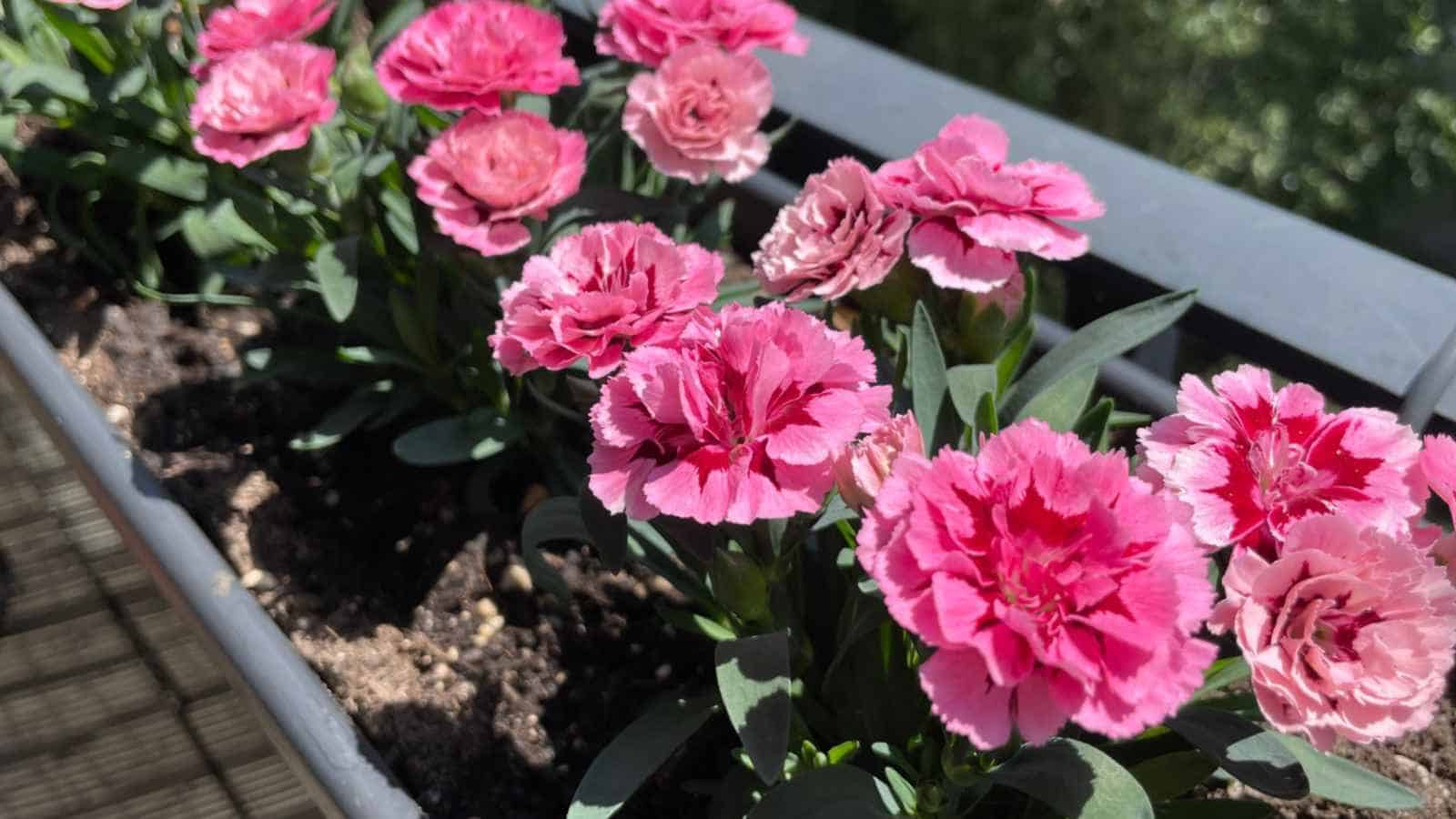Rosa Nelke Nelke Caryophyllus Samen zur Aussaat hochwertige Qualitäts- Traditionssorte & ohne Gentechnik Samen Hausgarten