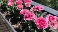 Rosa Nelke Nelke Caryophyllus Samen zur Aussaat hochwertige Qualitäts- Traditionssorte & ohne Gentechnik Samen Hausgarten
